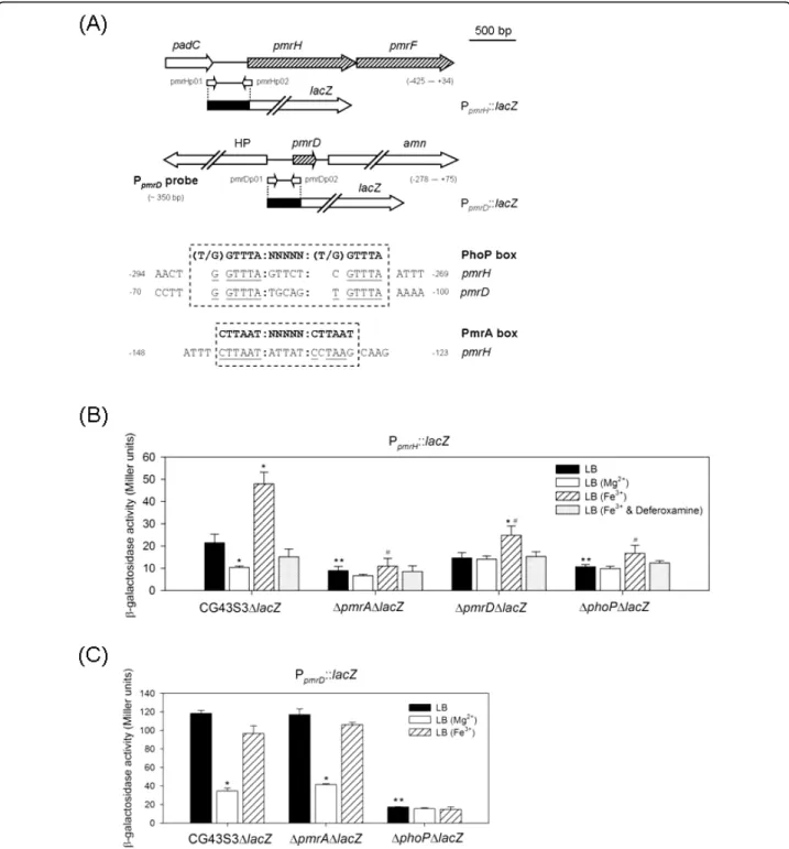 Figure 4 Schematic representation of pmrH and pmrD loci and determination of K. pneumoniae P pmrH ::lacZ and P pmrD ::lacZ activity.