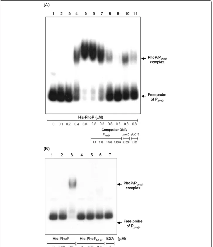 Figure 5 Binding of His-PhoP and His-PhoP N149 to P pmrD . (A) Specific binding of recombinant His-PhoP protein to the putative pmrD
