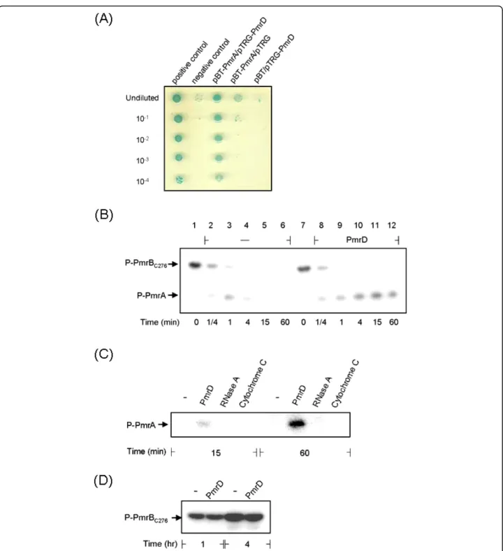 Figure 6 Klebsiella PmrD interacts with PmrA to prevent dephosphorylation. (A) Bacterial two-hybrid analysis of PmrD/PmrA interaction in vivo