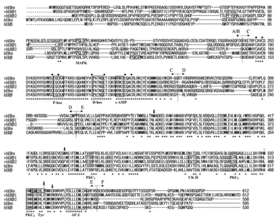 Fig. 3 Alignment of amino acid  sequences of vbER , vbER1, 