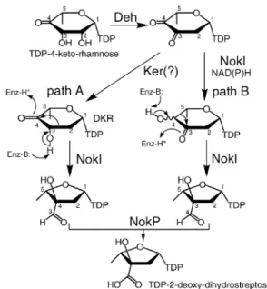 Fig. 5 Alignment of the proposed carboxylate methyltransferase (NokK) of K-252a with similar methyltransferases (MT)  encompass-ing the SAM-dependent MT signature motifs I, II and III