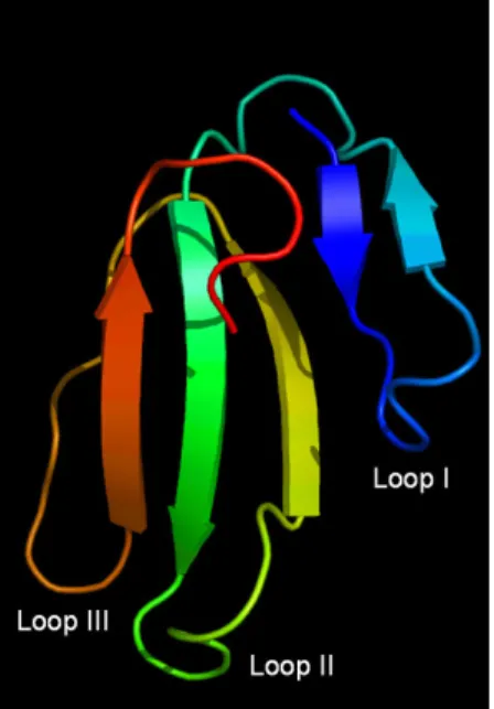 Figure 2. The structure of CTX in a ribbon drawing. The colour is