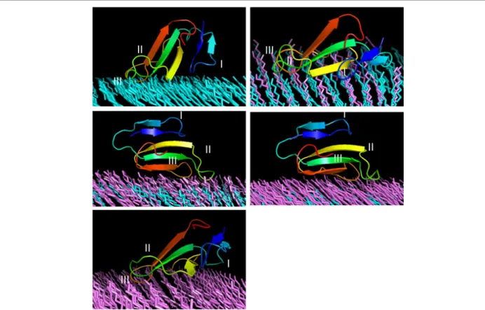 Figure 3. Snapshots of the CTX–SAM simulation. C5 and C9 are coloured in cyan and violet, respectively