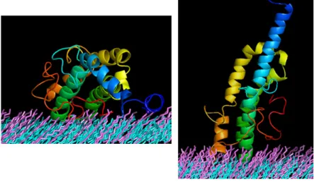 Figure 7. Snapshots of the E6–SAM simulations on C9 /(C5 + C9) = 0.25 (left) and 0.5 (right).