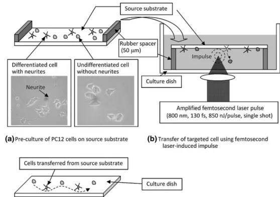 Fig. 2 Time evolutions of cell differentiation percentages when differentiated (a) and undifferentiated (b) cells were isolated from the source substrate and cultured on the dish filled with a medium containing NGF