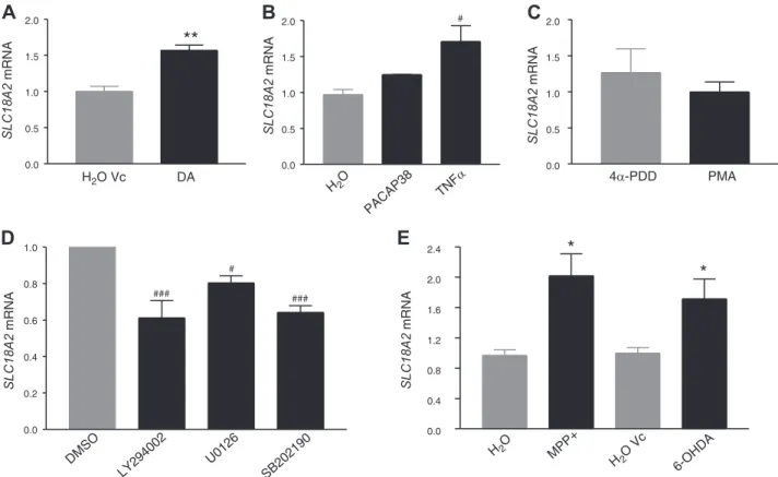 Figure 2. Regulation of endogenous SLC18A2 activity in SH-SY5Y by various agents, based on qRT-PCR analysis of mRNA levels
