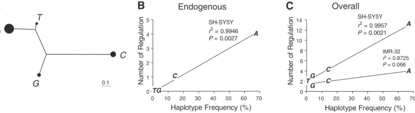 Figure 4. A) Cladogram of SLC18A2 promoter haplotypes A, C, G, and T (see ref. 3 for method)