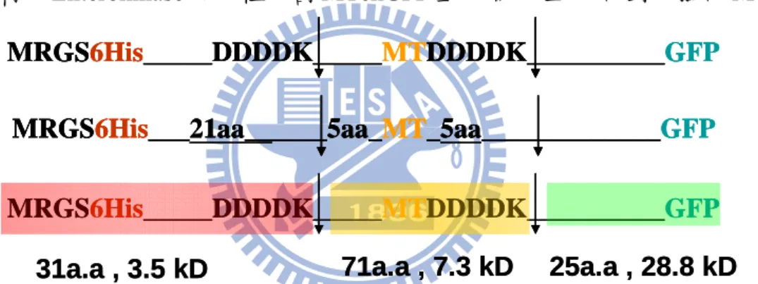 圖 14 MTekGFP 重組蛋白質內 enterokinase 的切點介紹  實驗步驟：  1.將 MTGFP 蛋白質的濃度定量到 37.5ug  2.酵素切割的反應條件為 37℃，16 小時，而酵素作用的濃度為 2U 開始做序列稀釋， 分別是 2U、1U、0.5U、0.25U、0.125U、0U 與固定濃度的 MTGFP 蛋白質進行切割 反應。 