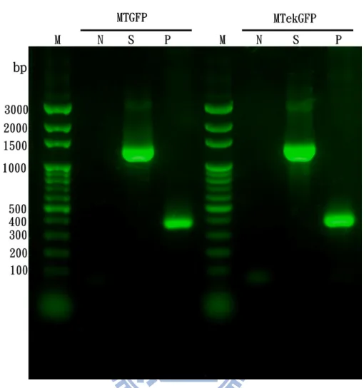 圖 15 pET200-MTGFP 及 pET200-MTekGFP 其 PCR 產物做 DNA 電泳分析 