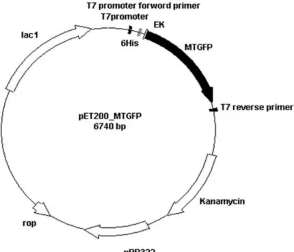 圖 17 pET200-MTekGFP 質體建構圖 