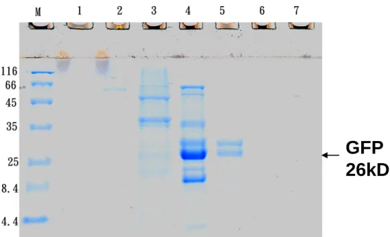 圖  20 Gel filtration (Superdex 200 xk16/40)  分離 GFP 跑膠確認圖 