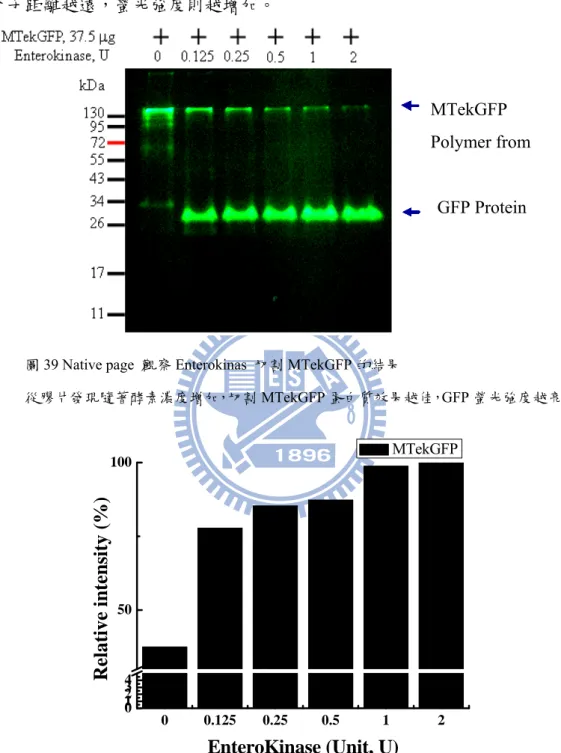 圖 39 Native page  觀察 Enterokinas  切割 MTekGFP 的結果 