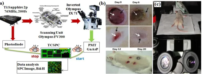 Fig. 1: (a) Schematic diagram of the experimental setup. (b) Representative image of freshly created wound on rat  and healing wounds at four different stages of healing