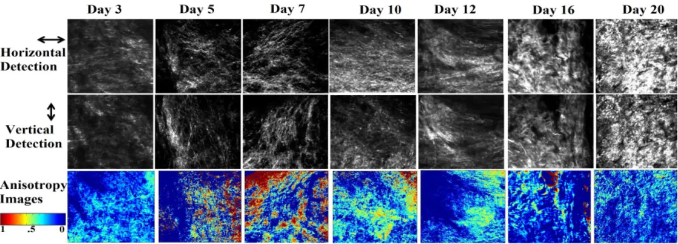 Fig. 3:  Polarization resolved SHG intensity  images from biopsy samples taken after different day of wound  formation