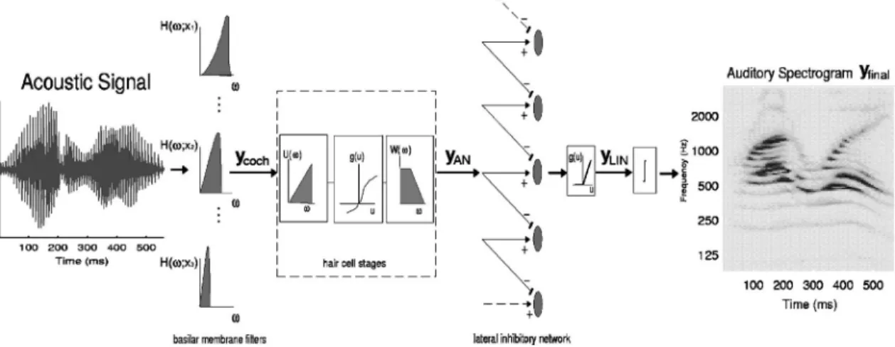 Figure 3共a兲 illustrate the response patterns due to a low-, medium-, and high-frequency tones