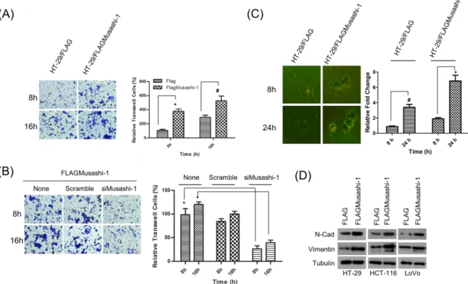 Figure 2.  Musashi-1 promotes cell migration. (A) Increased migration in Musashi-1-overexpressing HT-29 