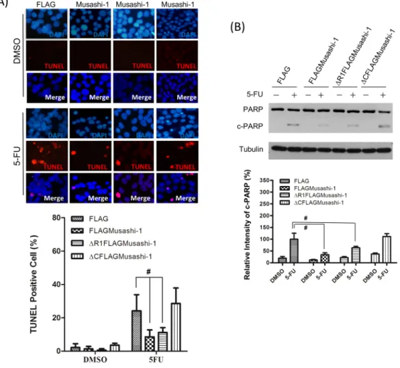 Figure 7.  Musashi-1 inhibits 5-FU-induced apoptosis in HCT-116 cells. (A) Upper panel: FLAG, 