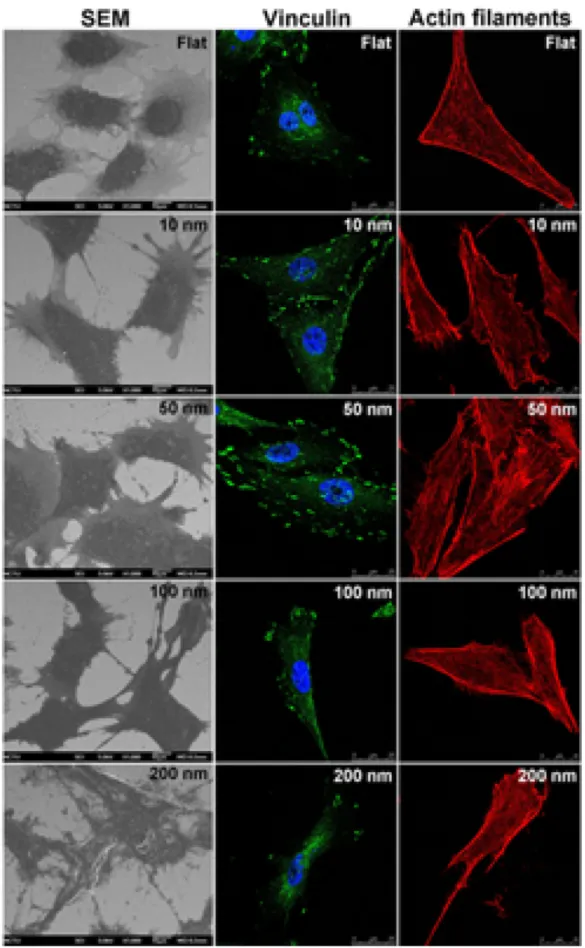 Figure 2. Modulation for the growth of and the formation of focal adhesions by MG63 cells by nanodot arrays