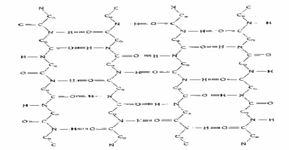Fig. 1.3. The Anti-parallel ß-sheet. 