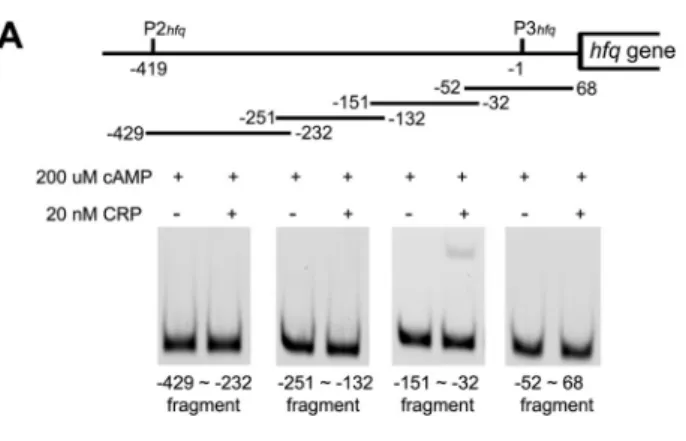 FIG. 4. Stability of ompA mRNA following the hfq knockout in cAMP-deficient mutant. Northern blot analysis was used to examine the effect of hfq deletion on the stability of ompA mRNA in two E