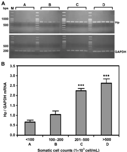 Figure 2. Expression levels of Hp mRNA in somatic cells. (A) Expression of Hp mRNA in milk somatic cells according to SCC (A: &lt; 100; B: 100–200; C: 201–500; and D: &gt; 500 · 10 3