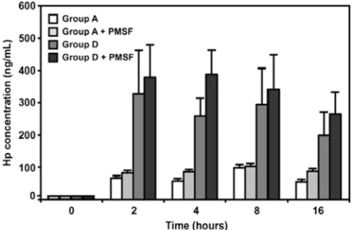 Figure 4. Time course of Hp protein released into RPMI 1640 medium by somatic cells from groups A and D ex vivo