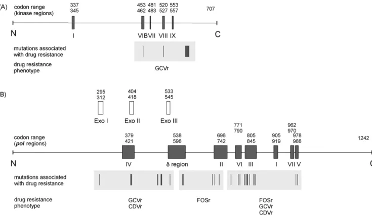 Fig. 1. (A) HCMV UL97 (kinase) and (B) UL54 (polymerase) regions, mutations associated with drug resistance and corresponding drug resistance phenotypes