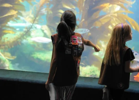 圖 5  學童完成教案後所蒐集的臂章（攝於 Birch Aquarium at Scripps） 