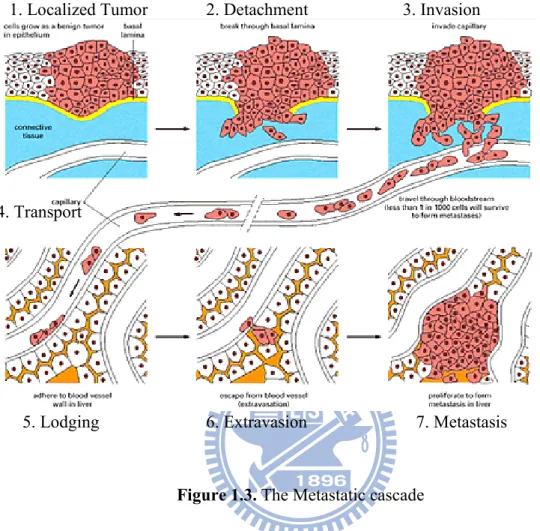 Figure 1.3. The Metastatic cascade 