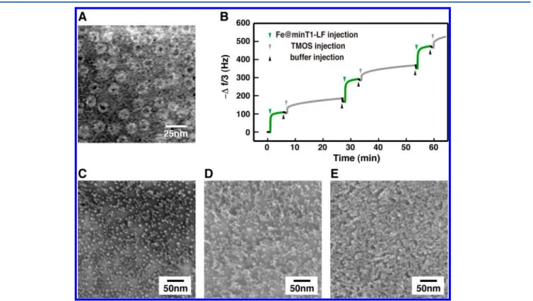Figure 2. Fabrication of multilayers of BND by BioLBL. (A) TEM image of aurothioglucose-stained Fe@minT1-LF