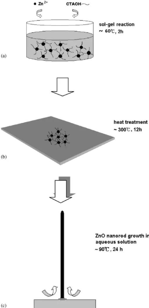Fig. 1. A schematic illustration for ZnO nanorod growth on nanos- nanos-tructured substrate by soft chemical method: (a–b) formation of ZnO nanoparticle colloids through sol–gel reaction and dispersion on ITO  sub-strate; (c) the ZnO nanorods directly grow
