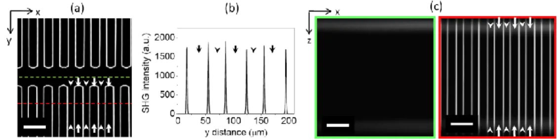 Fig.  2.  SHG  images  of  a  well-poled  PPLN.  (a)  is  an  x-y  section  at  280  μm  depth  from  the  sample surface