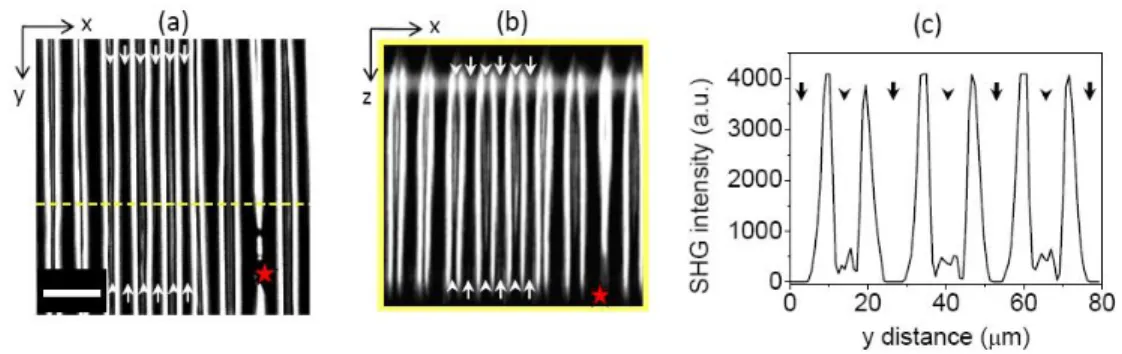 Fig. 3. SHG optical sections of a poorly-poled PPLN. (a) is an x-y section obtained at 300 μm  from  the  sample  surface