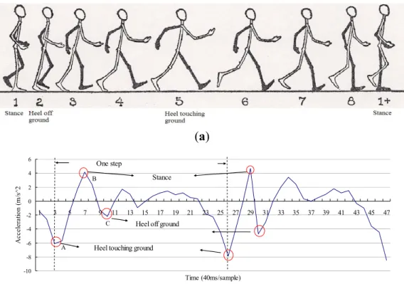 Figure 9. (a) Walking diagram (modified from an earlier work [60]); (b) The vertical  acceleration of walking