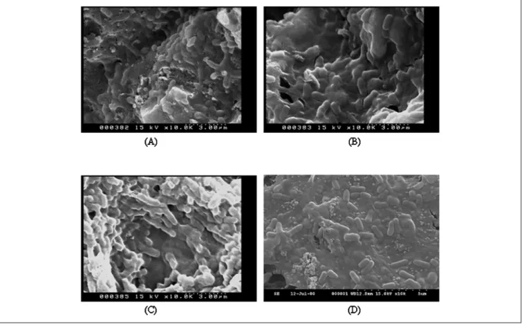 Figure 5. SEMs of microorganisms grown on GAC. The GAC drawn from one-half filter depth of the activated carbon biofilter on the (a) 50th, (b) 70th,