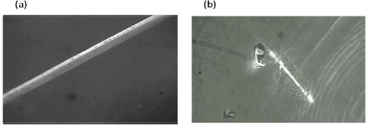 Fig. 6 (a).  The image of the CM is observed in a bright field microscopy.  Fig. 6 (b)