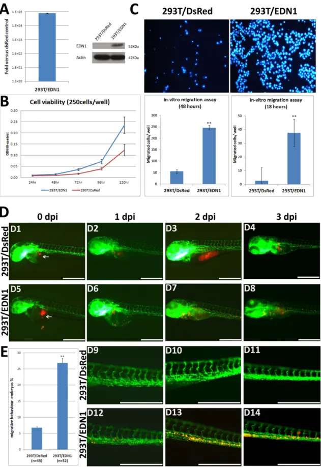 Figure 6. Stable EDN1 overexpression in 293T cells increases cell viability and migration