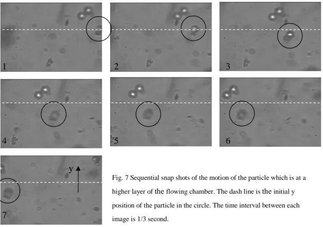 Fig. 6 Sequential snap shots of particles sorting by the optical pattern of the line shape using the second method