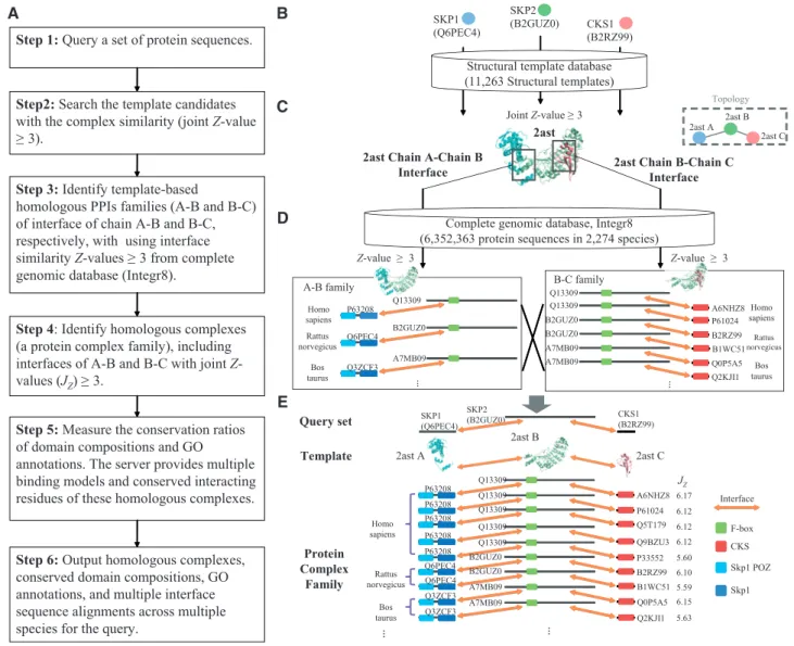 Figure 1. Overview of the PCFamily server for homologous complexes search using proteins Skp1, Skp2 and Cks1 of R