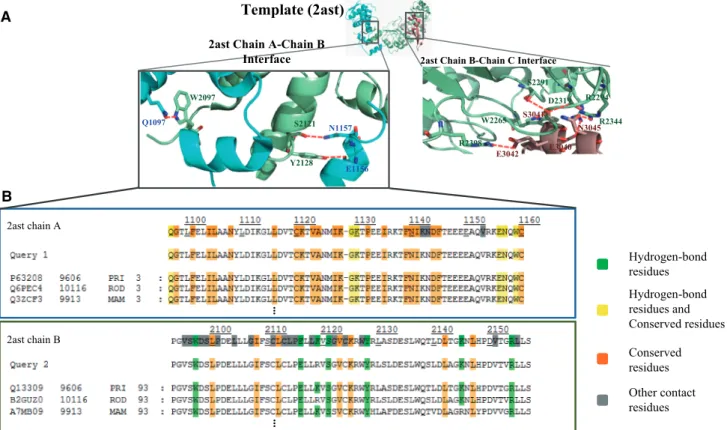 Figure 2. Binding models and MSAs of PPI family in Skp1–Skp2–Cks1 complex (PDB code 2ast)
