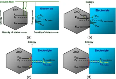 Fig. 3. Energy-band diagrams (a) before and (b) after the contact of ZnO nanostructure electrode and PBS for a system of n-ZnO and redox  elec-trolyte junction, where χ, Φ, D ox , D red , E CB , E VB , E F , E F,redox , and E F,equilibrium are the semicond