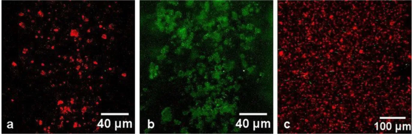 Figure 3.  Multiphoton imaging of CZ micro particles on the surface of the microscope slide (a,b) and native 