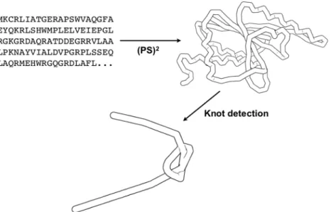 Figure 2. The schematic work ﬂow of pKNOT: accepting a query protein sequence, modeling a 3D structure through homology modeling (PS) 2 and
