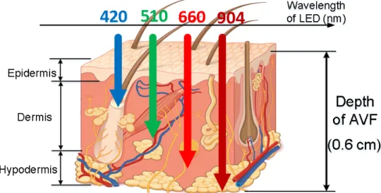 Figure 5. Generic light traces with different wavelengths, penetrating into skin tissues with different  depth, where the typical depth of AVF (0.5–0.6 cm [1]) are corresponding to 904 nm wavelength  (figure based on Reference [6])