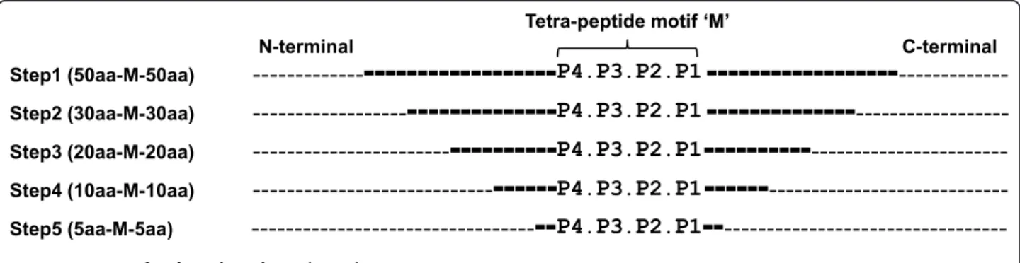 Figure 1 Sequence analyses. This drawing shows the regions surrounding the tetra-peptide motif (P4P3P2P1) that were included in the physiochemical analyses
