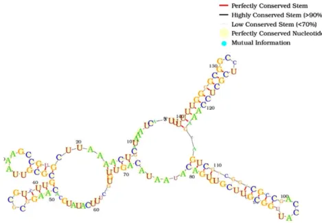 Fig. 3. The consensus structure of the known IstR and our predicted IstR.