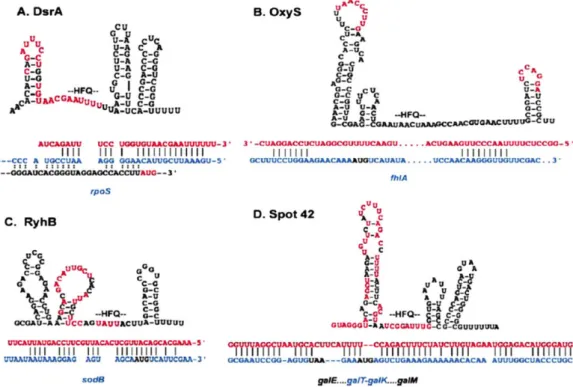 Fig. 4. The four Hfq-binding sites of sRNAs, which is taken from a ﬁgure in Gottesman (2004) .