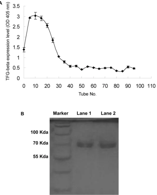 Figure 5. Partial characterization of factors inducting transforming growth factor (TGF)–b by gel filtration and SDS-PAGE