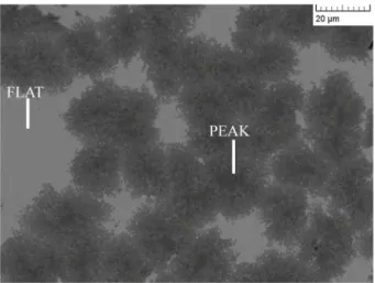 Fig. 2 The back-scattered electron SEM image of 600 nm thick layer. The bright phase marked by “FLAT” in