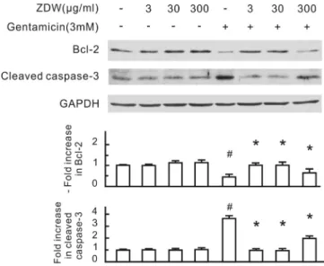 Fig. 5. Effect of individual Zhibai Dihuang Wan (ZDW) ingredients on gentamicin- gentamicin-induced apoptotic signals